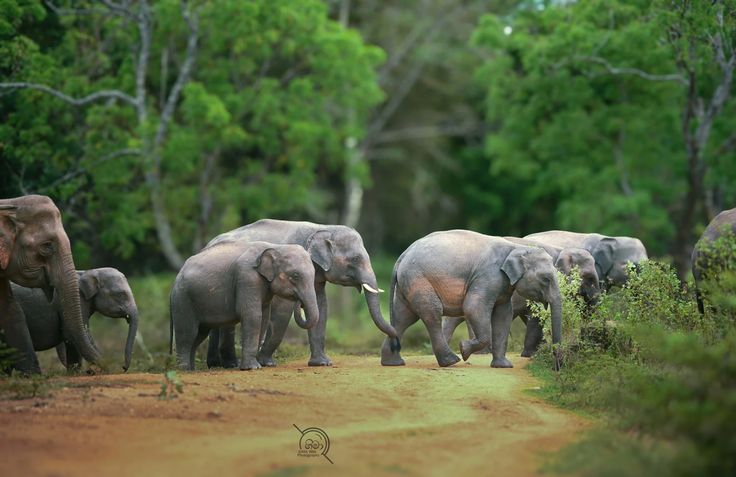 Thekkady Periyar Wildlife Sanctuary